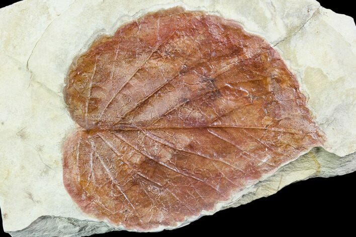 Fossil Leaf (Davidia) - Montana #105177